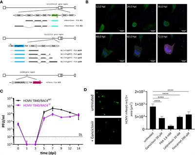 A Novel Triple-Fluorescent HCMV Strain Reveals Gene Expression Dynamics and Anti-Herpesviral Drug Mechanisms